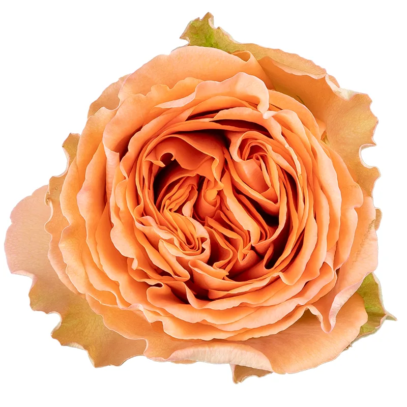 Роза садовая кремово-персиковая Кантри Хоум 60 см