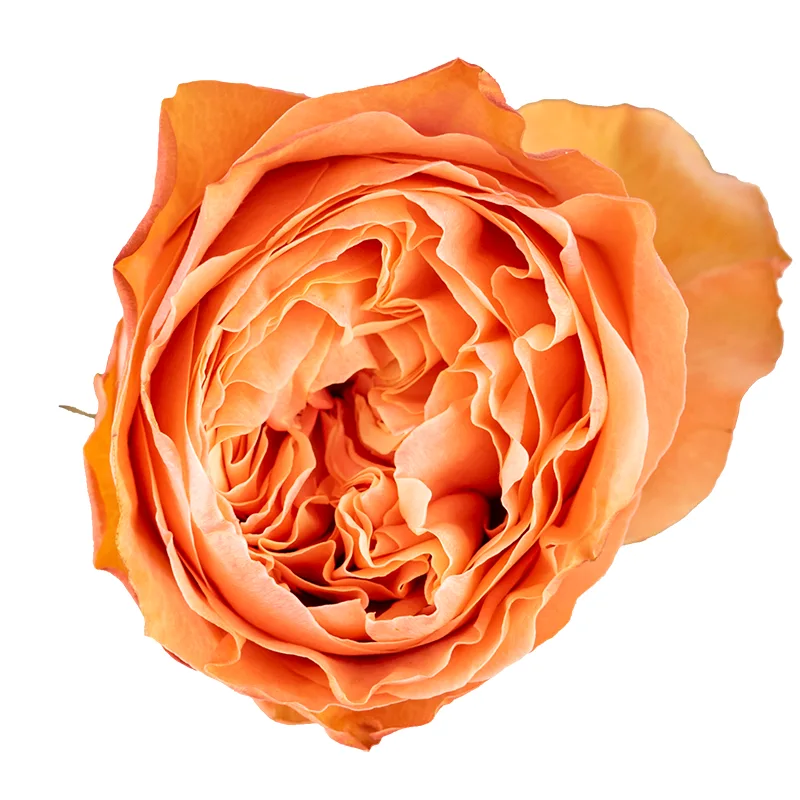 Роза садовая персиковая Кахала 60 см (00385)