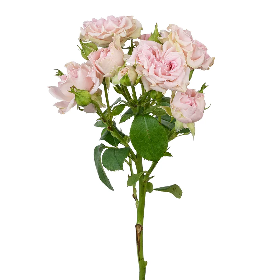 Роза кустовая нежно-розовая Свит Флоу (00561)