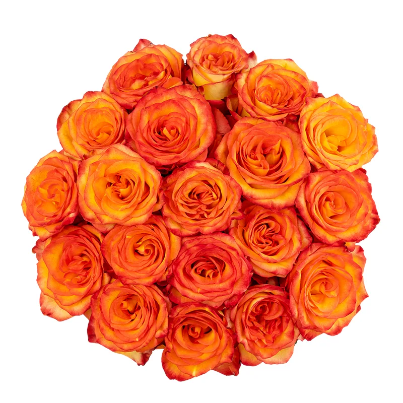 Букет из 19 оранжево-красных роз Хай Мэйджик (01610)