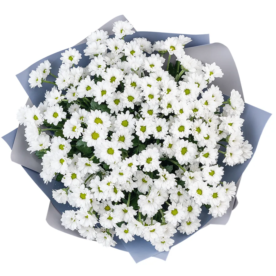 Букет из 21 белой кустовой хризантем Сантини Баунсер (02727)
