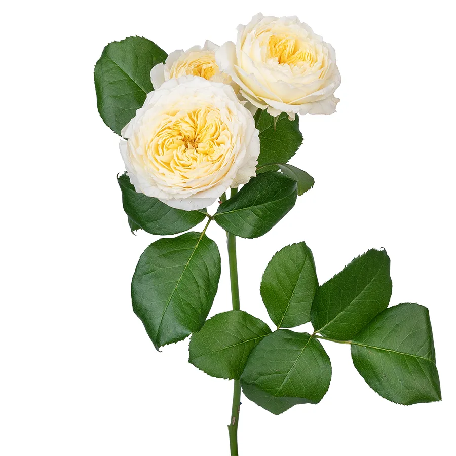 Роза кустовая светло-кремовая Роял Парк 60 см