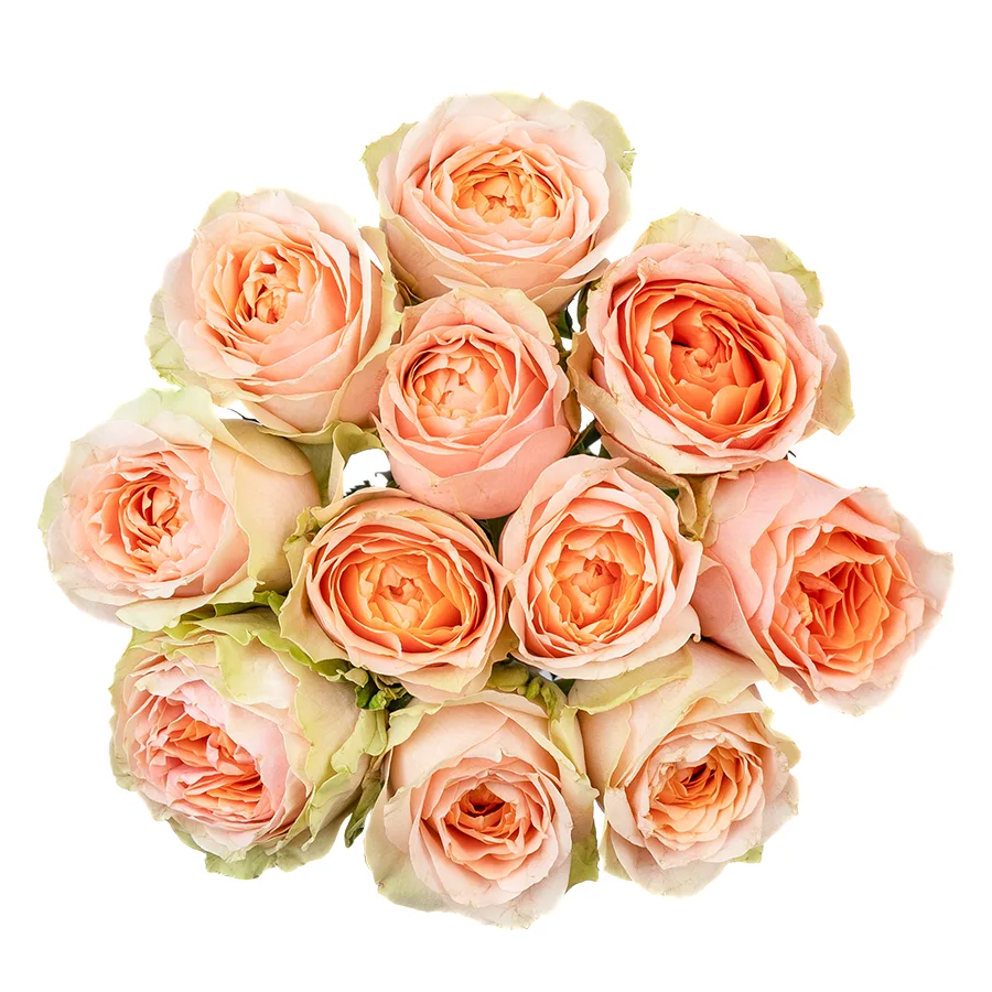Букет из 11 зелёно-кремовых садовых роз Гравити (02617)