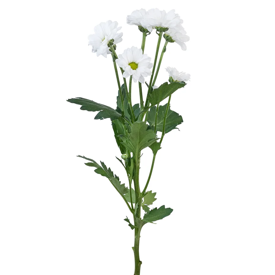 Хризантема кустовая белая Сантини Баунсер