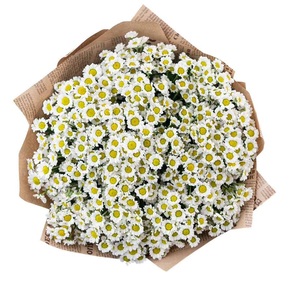Букет из 21 белой кустовой хризантемы Сантини Мадиба Линди Вайт (02816)