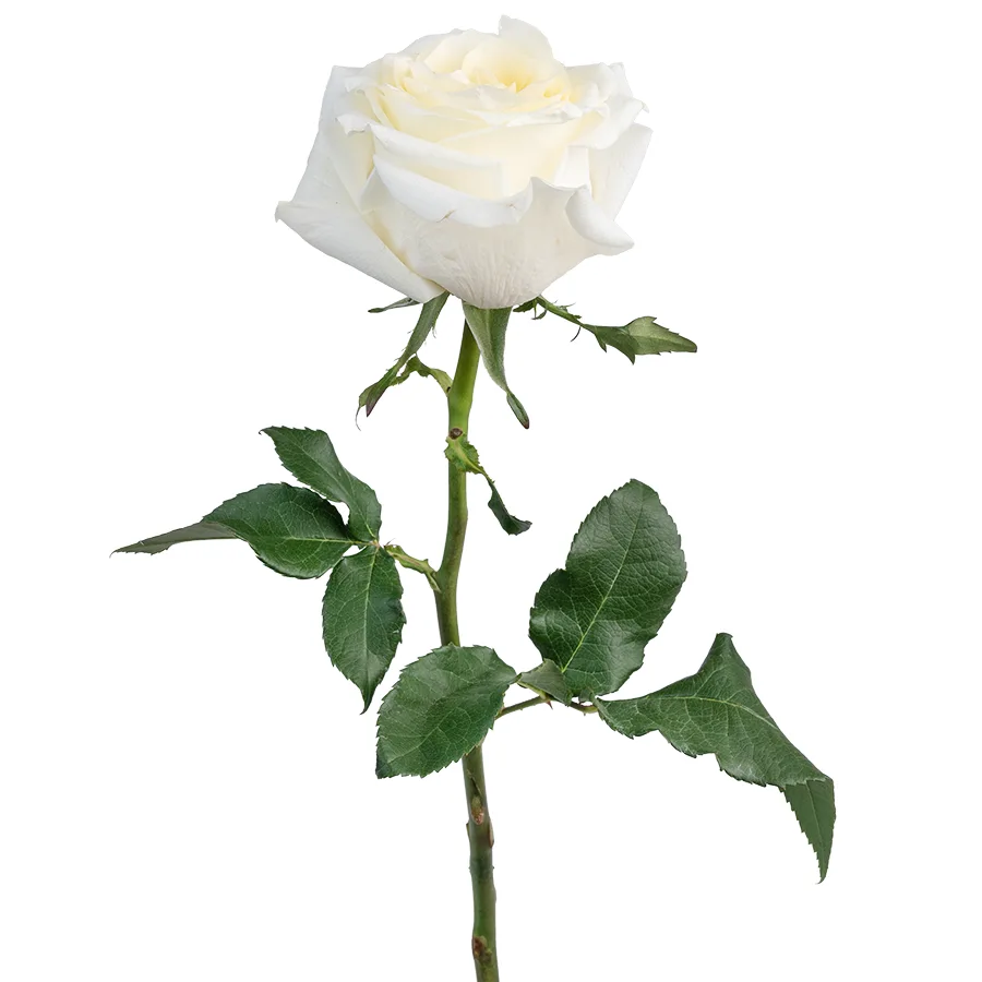 Роза садовая бело-кремовая Кэндллайт 60 см (00272)