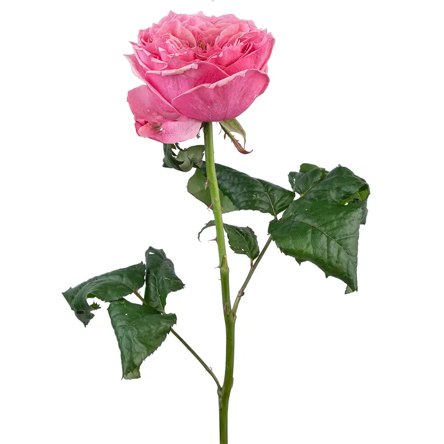 Роза пионовидная ярко-розовая Риджентс Парк (02683)