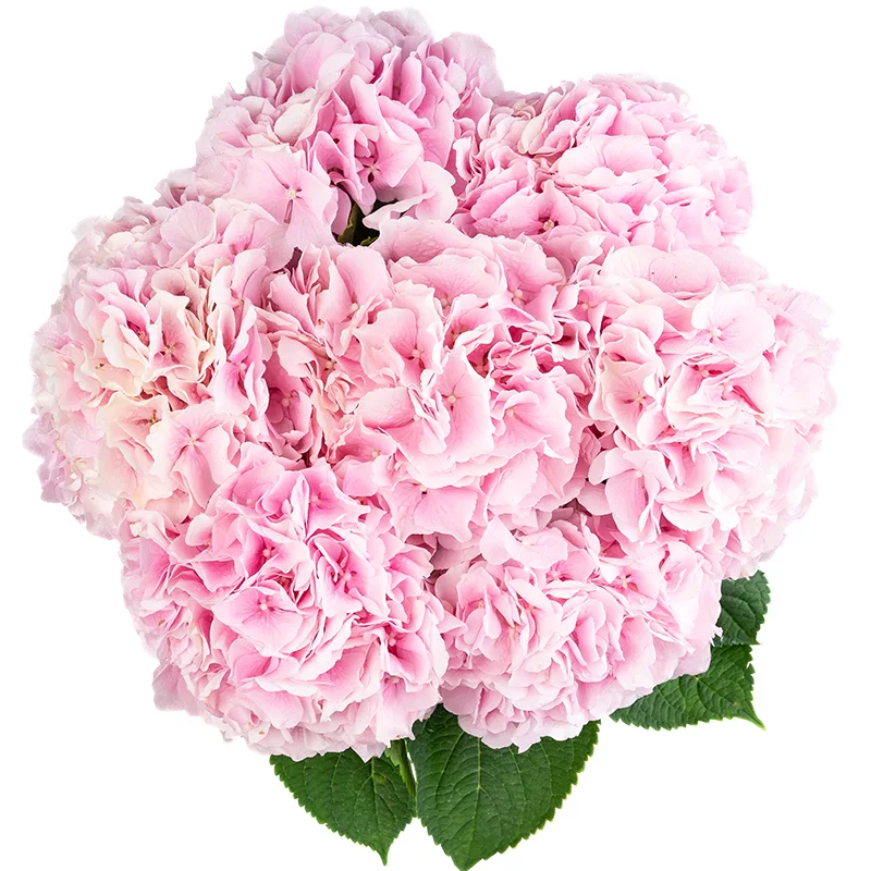 Букет из 7 розовых гортензий Верена (01537)