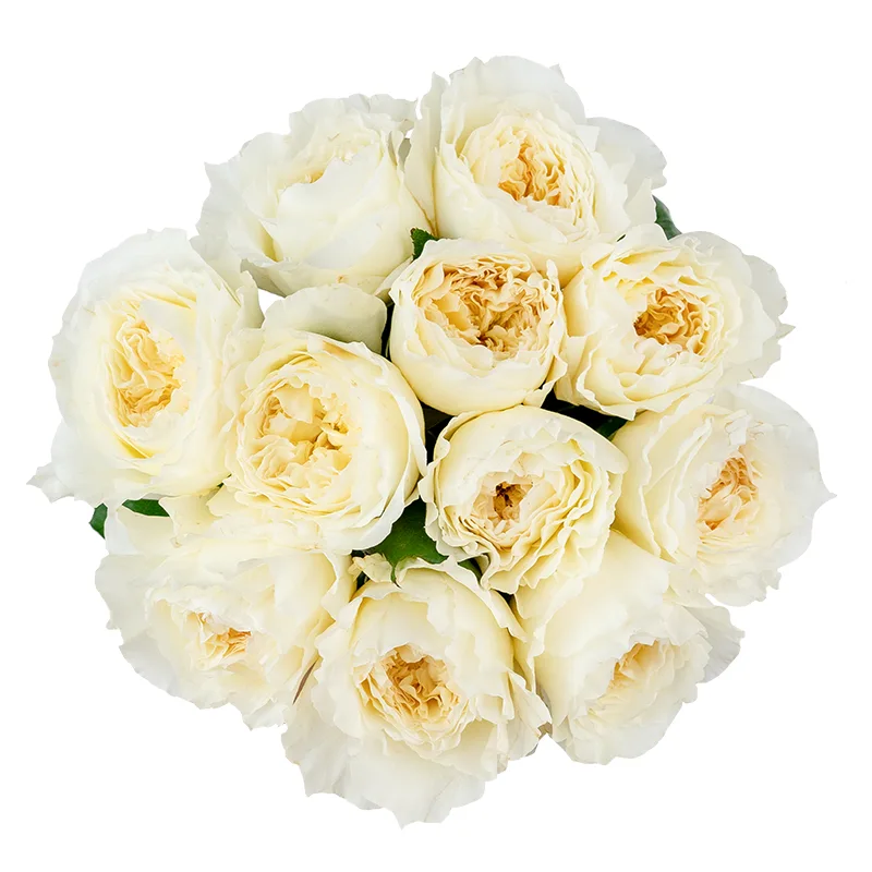 Букет из 11 белых садовых роз Дэвида Остина Пейшенс (01465)