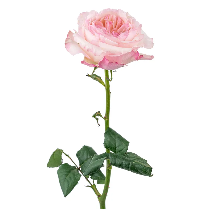 Роза садовая розово-кремовая Дэвида Остина Кейра (00236)