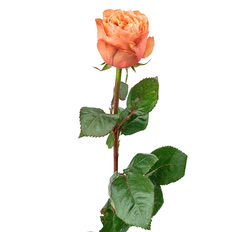 Роза садовая персиковая Кахала 60 см (00385)