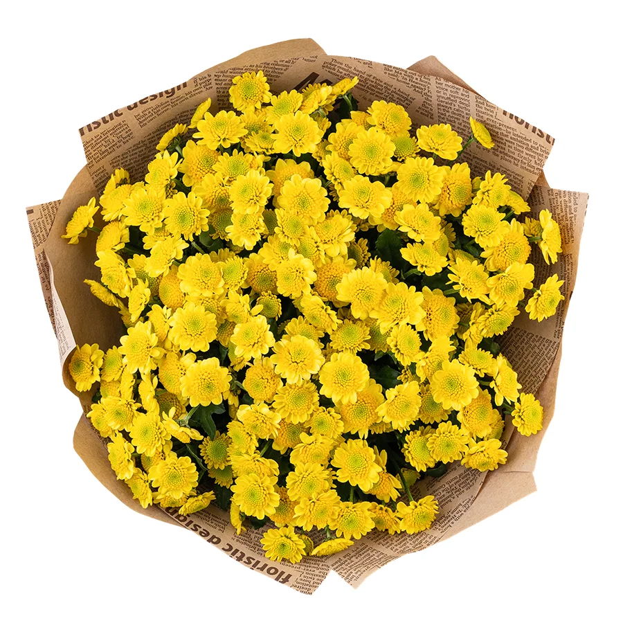 Букет из 21 желтой кустовой хризантемы Сантини Сан Ап Санни (02854)