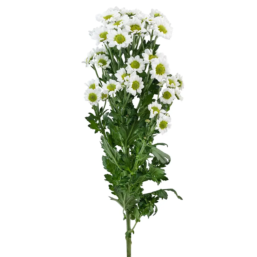 Хризантема кустовая белая Сантини Пиксель Сноуи