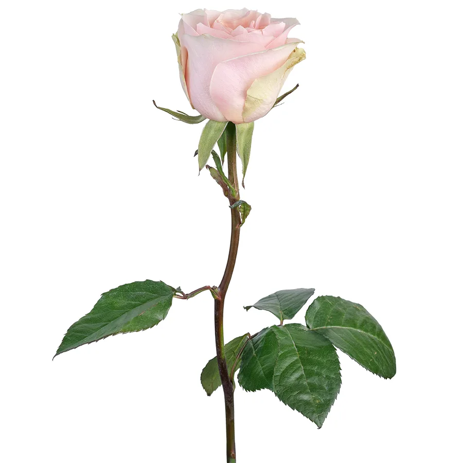 Роза светло-розовая Фрутетто 60 см (00559)