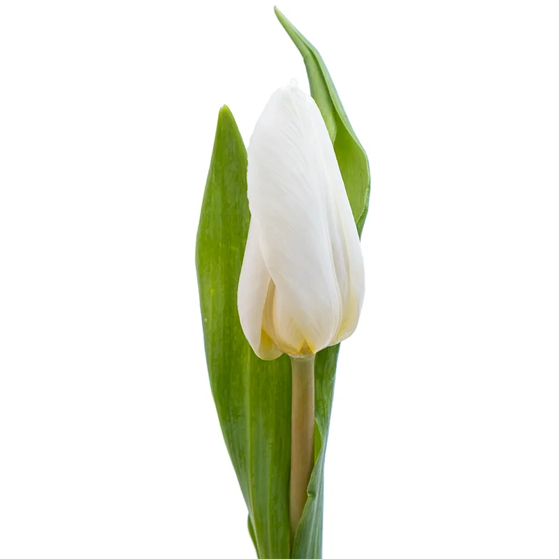 Тюльпан белый (00146)