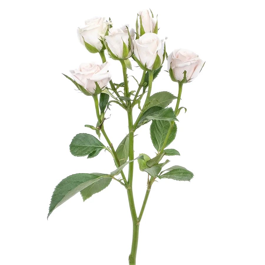 Роза кустовая бело-кремовая Роял Порцелина 60 см (00521)