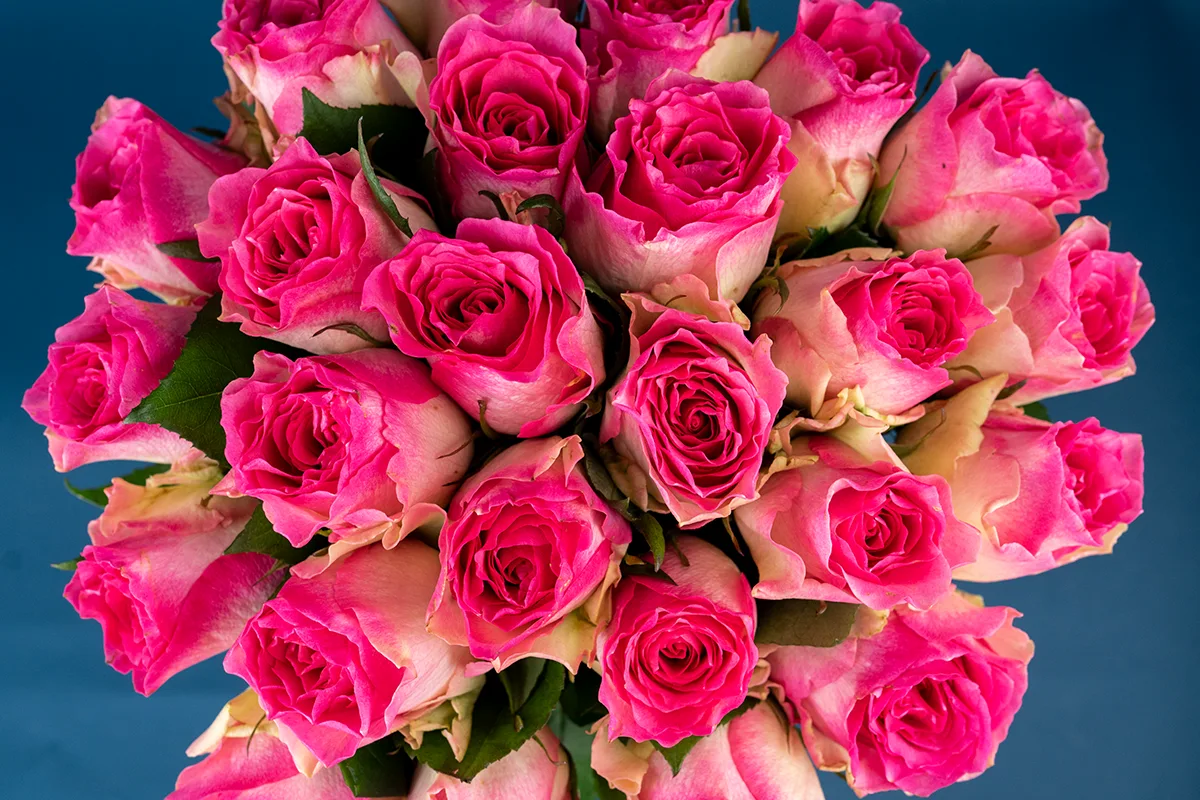 Букет из 25 бело-розовых роз Малибу (01436)