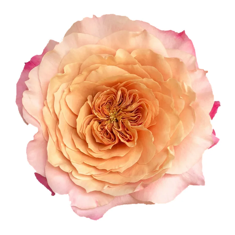 Роза садовая розово-персиковая Мияби