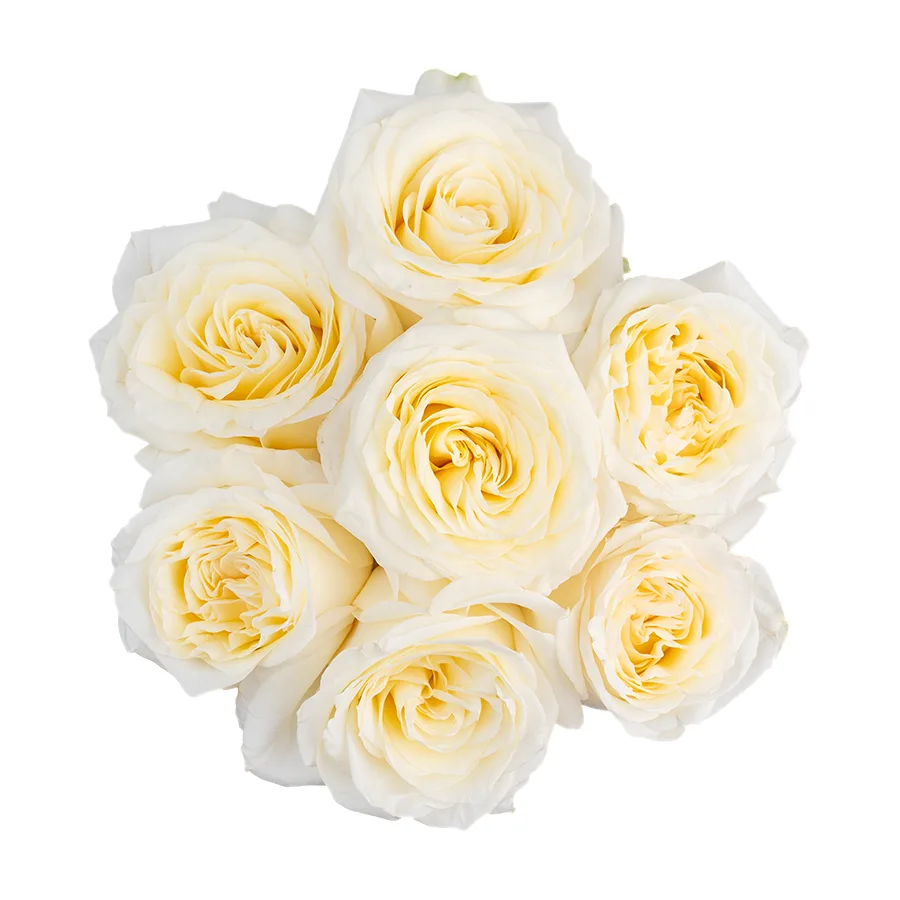 Букет из 7 бело-кремовых пионовидных роз Кэндллайт (03167)
