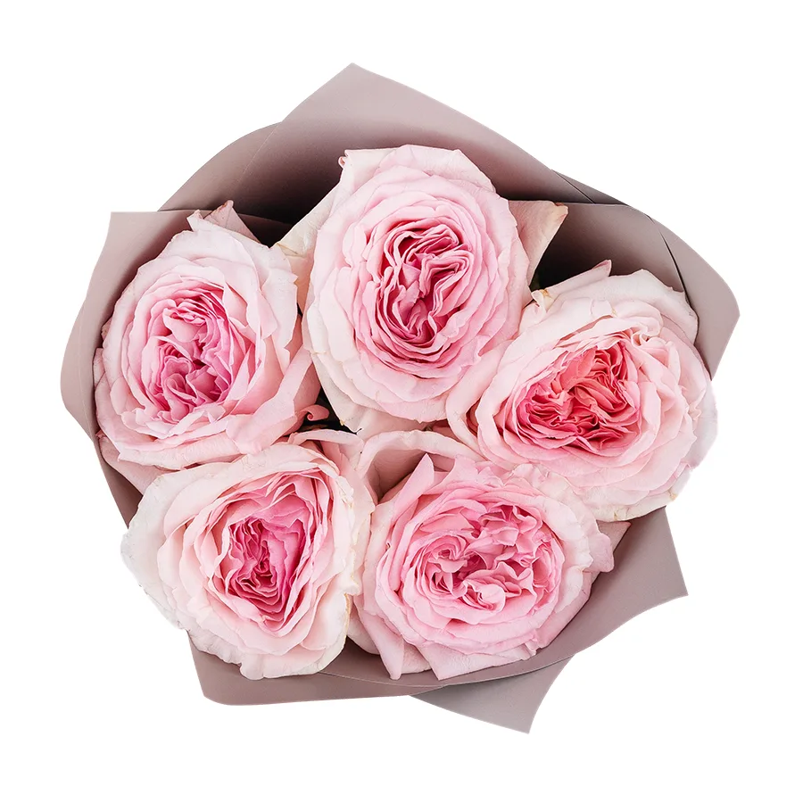 Букет из 5 ароматных розовых садовых роз Пинк О’Хара в упаковке (02799)