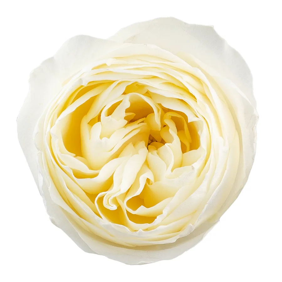 Роза садовая бело-кремовая Колдплей (02869)