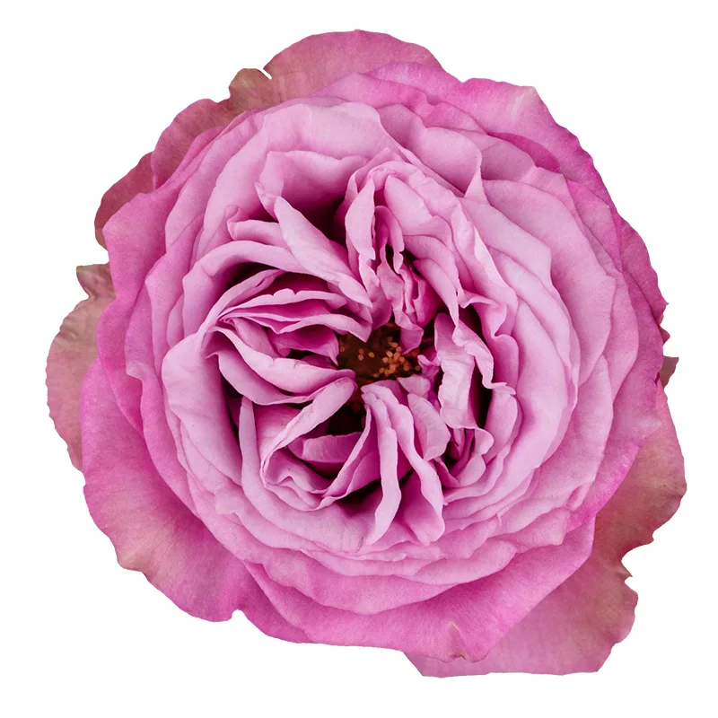 Роза сиреневая пионовидная Квинс Краун 60 см (00422)
