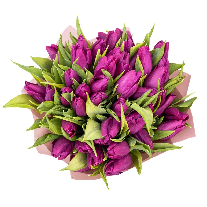 Букет из 47 фиолетовых тюльпанов (01913)