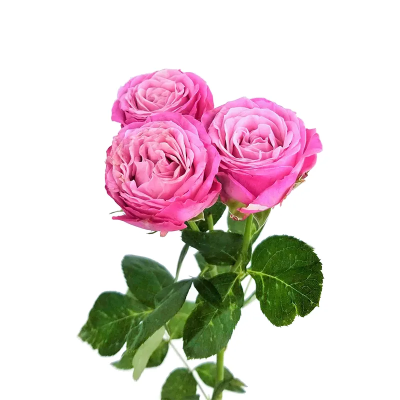 Роза кустовая малиновая Леди Бомбастик