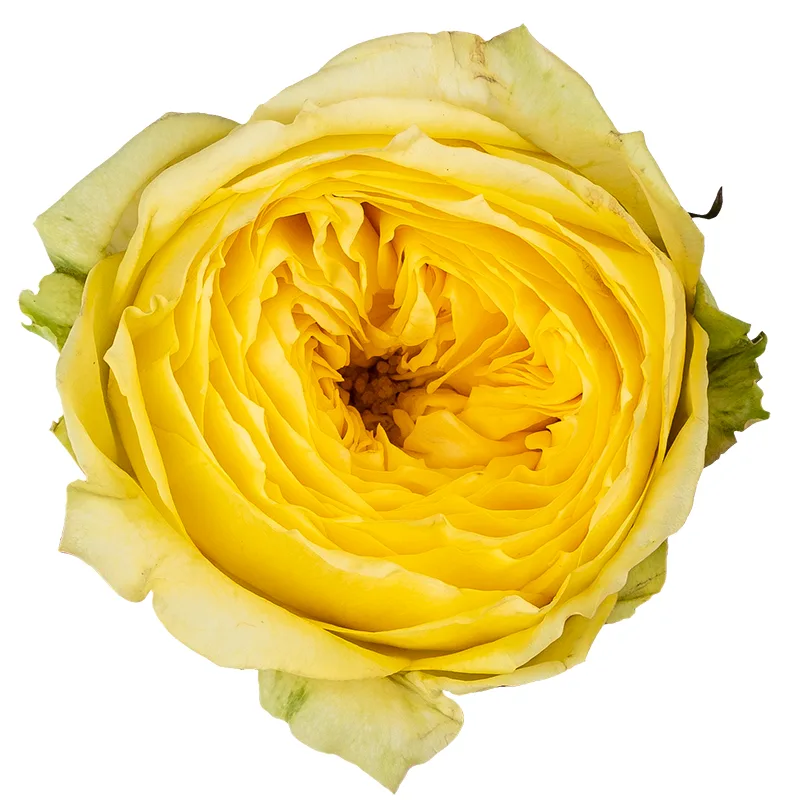 Роза садовая жёлтая Каталина