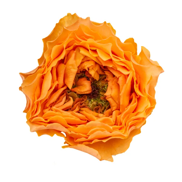 Роза садовая оранжевая Каралуна