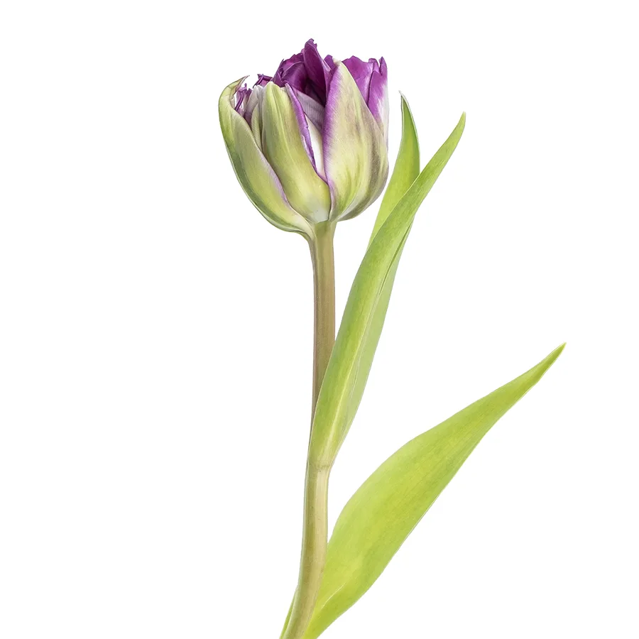 Тюльпан махровый пионовидный фиолетовый Пурпл Пеони (00801)