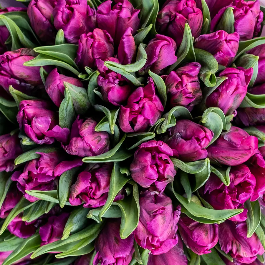 Букет из 41 фиолетового попугайного тюльпана Принц Пэррот (02176)