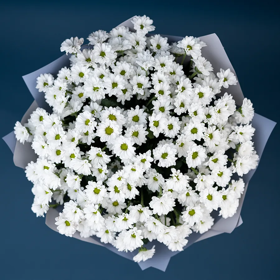 Букет из 25 белых кустовых хризантем Сантини Баунсер (02725)