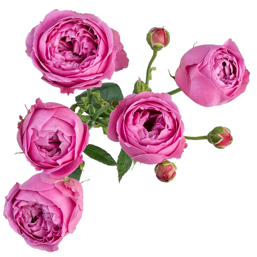 Роза кустовая сиреневая Мисти Баблз 60 см (00024)