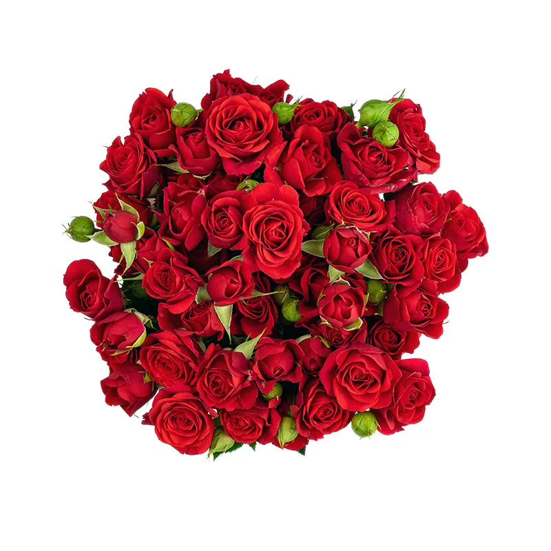 Букет из 11 красных кустовых роз Мирабель (01734)