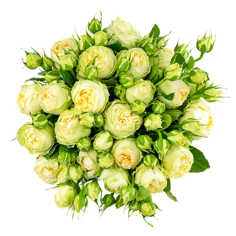 Букет из 21 бело-кремовой кустовой пионовидной розы Веддинг Пиано (01632)