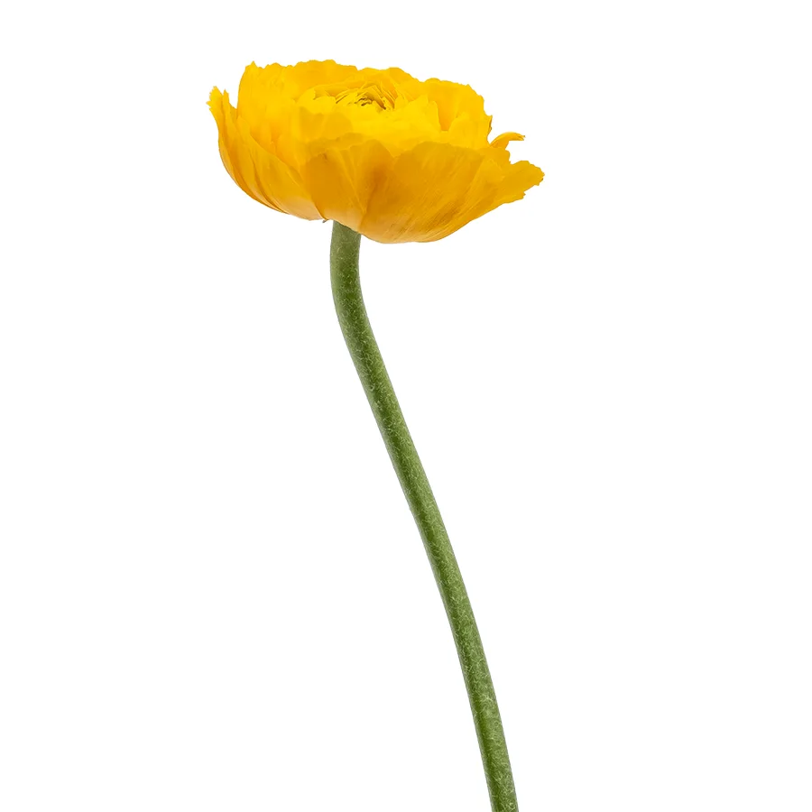 Ранункулюс жёлтый Клуни Помпон Стелла (00438)