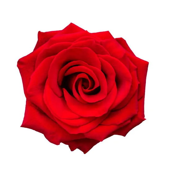 Роза красная российская 60 см (00051)