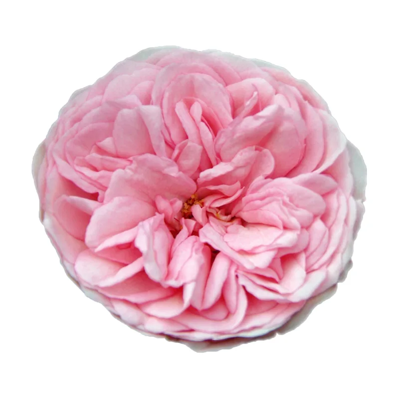 Роза садовая нежно-розовая Брайдал Пиано
