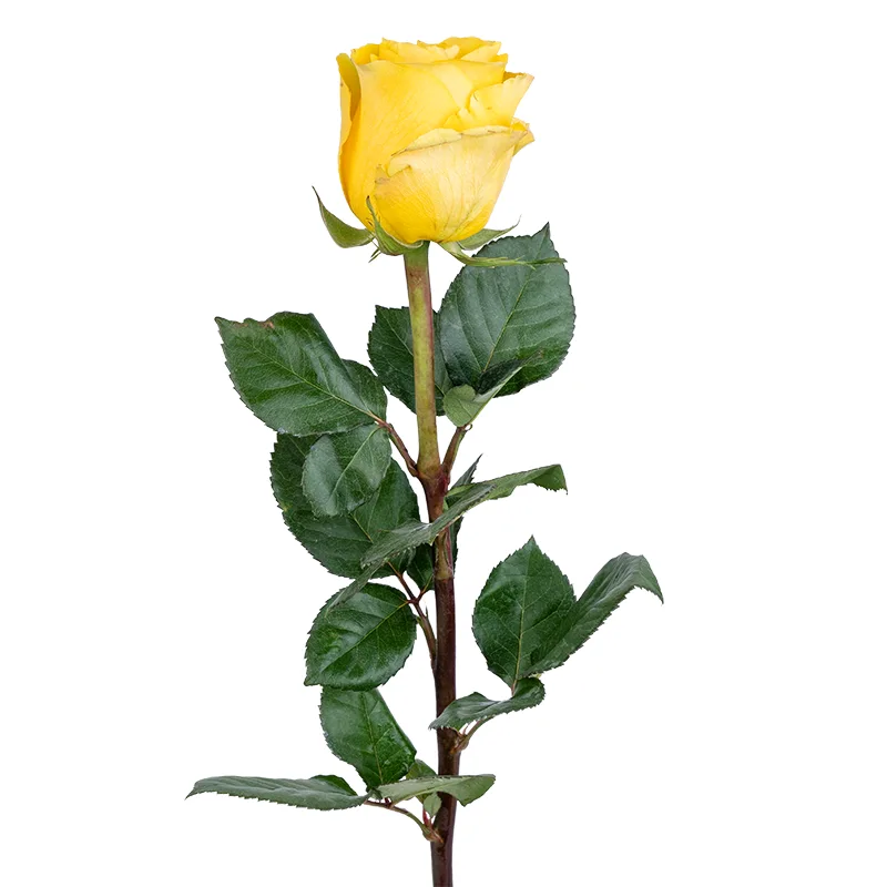 Роза жёлтая Брайтон (00037)