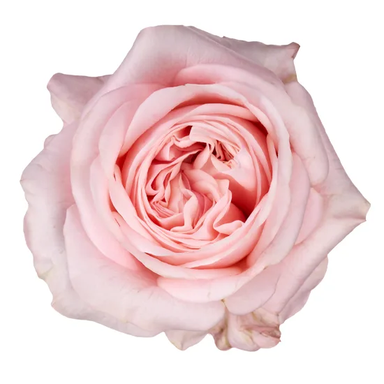 Роза садовая нежно-розовая Энджи Романтика Свит