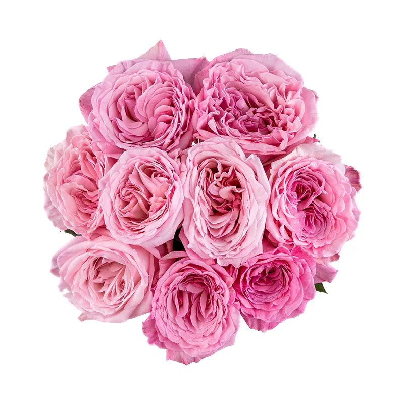 Букет из 9 ароматных розовых садовых роз Пинк О’Хара (01777)