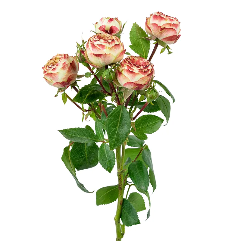 Роза кустовая бело-красная Латин Помпон Фрилендер