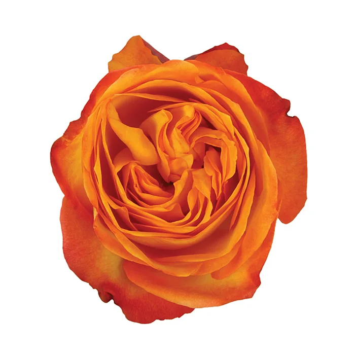 Роза садовая оранжевая Фикшн (00273)