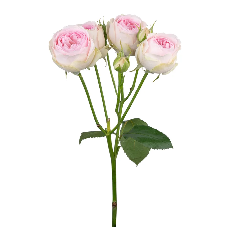Роза кустовая нежно-розовая Дедикейшн 60 см