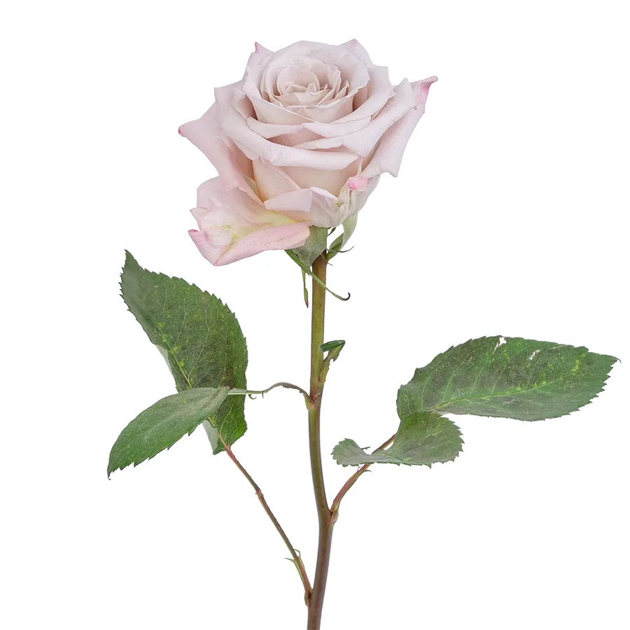 Роза садовая серебристо-лавандовая Мента 50 см (00282)