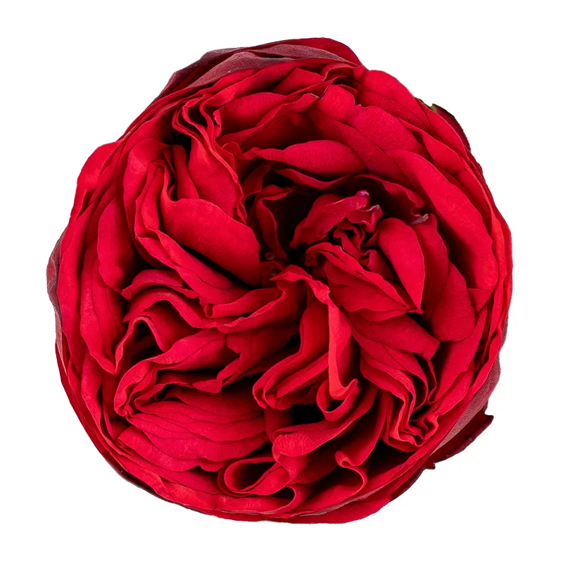 Роза садовая красная Пиано 50 см