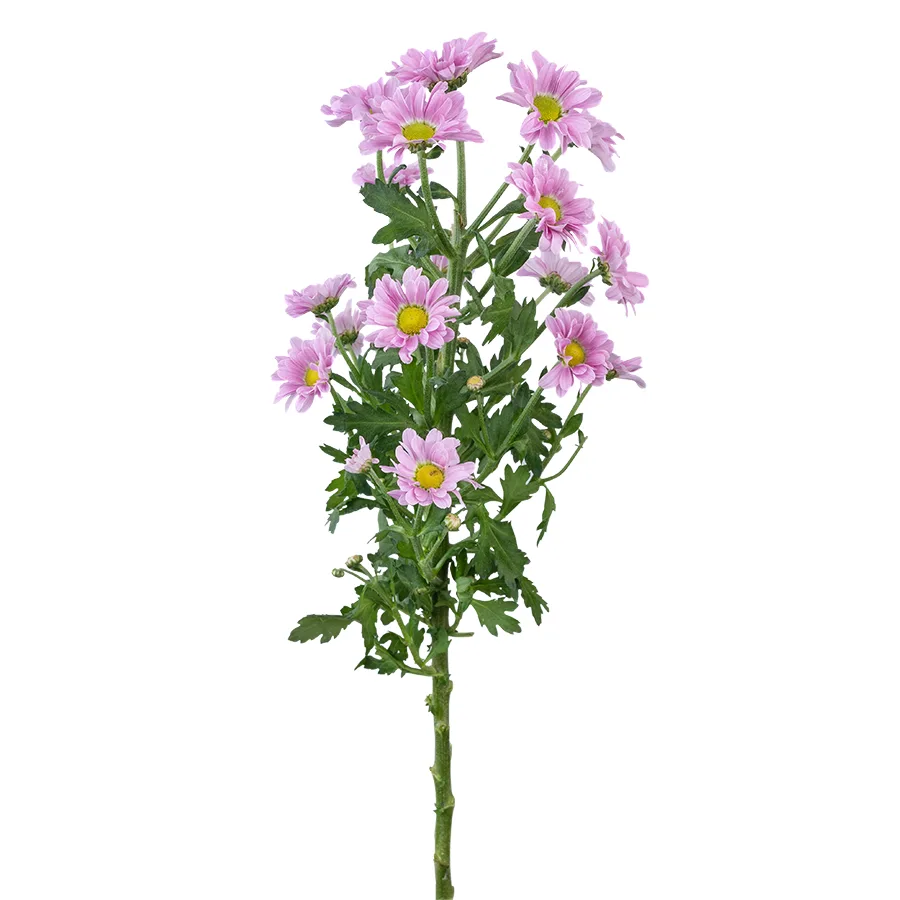 Хризантема кустовая розовая Сантини Крисси