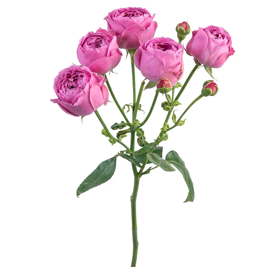 Роза кустовая сиреневая Мисти Баблз 60 см