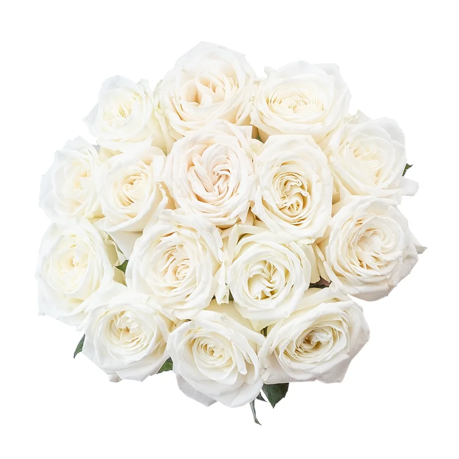 Букет из 15 ярко-белых садовых роз Плайя Бланка (02162)